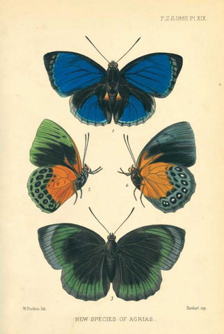 Butterflies, New species of Agrias White Modern Wood Framed Art Print with Double Matting by Smit, Joseph