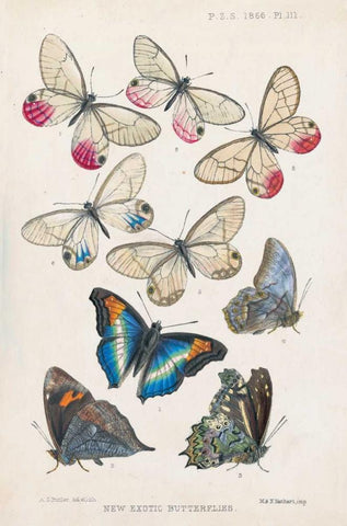 Exotic Butterflies Black Ornate Wood Framed Art Print with Double Matting by Butler, A G
