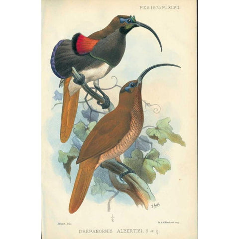 Sicklebill, Bird of Paradise Gold Ornate Wood Framed Art Print with Double Matting by Smit, Joseph