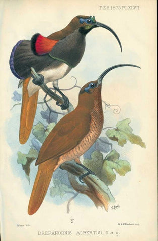 Sicklebill, Bird of Paradise Black Ornate Wood Framed Art Print with Double Matting by Smit, Joseph