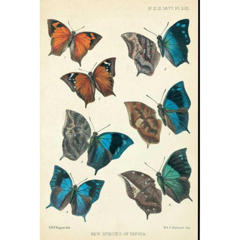 Butterflies, Paphia Gold Ornate Wood Framed Art Print with Double Matting by Rippon, Robert