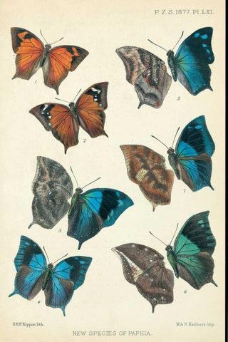 Butterflies, Paphia Black Ornate Wood Framed Art Print with Double Matting by Rippon, Robert