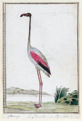 Flamingo White Modern Wood Framed Art Print with Double Matting by Gordon, Robert James