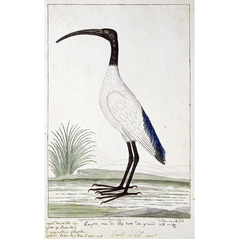 White Bird Black Modern Wood Framed Art Print with Double Matting by Gordon, Robert James