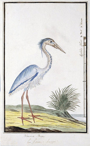 Heron White Modern Wood Framed Art Print with Double Matting by Gordon, Robert James
