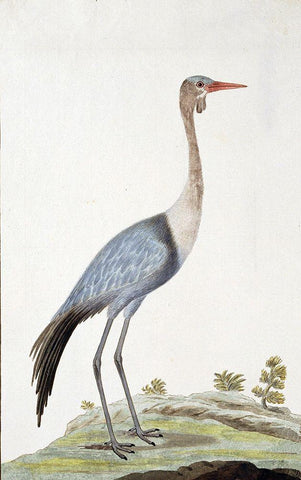 Crane Black Ornate Wood Framed Art Print with Double Matting by Gordon, Robert James