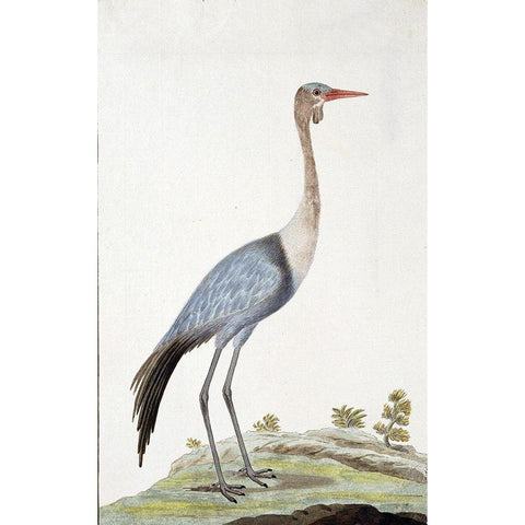 Crane Gold Ornate Wood Framed Art Print with Double Matting by Gordon, Robert James