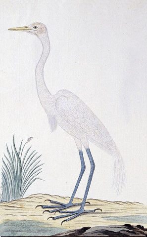 Egret Black Ornate Wood Framed Art Print with Double Matting by Gordon, Robert James
