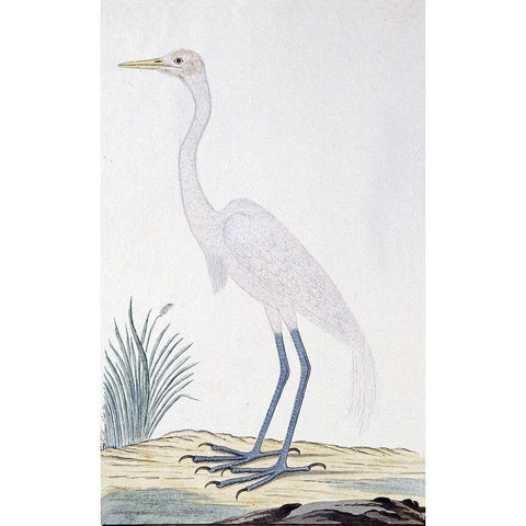Egret Gold Ornate Wood Framed Art Print with Double Matting by Gordon, Robert James