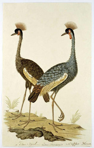 Royal Birds Black Ornate Wood Framed Art Print with Double Matting by Gordon, Robert J.