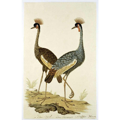 Royal Birds Gold Ornate Wood Framed Art Print with Double Matting by Gordon, Robert J.