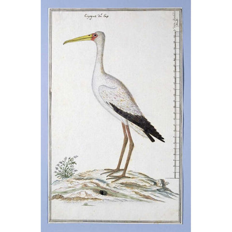Stork Gold Ornate Wood Framed Art Print with Double Matting by Gordon, Robert J.