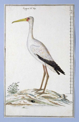 Stork Black Ornate Wood Framed Art Print with Double Matting by Gordon, Robert J.