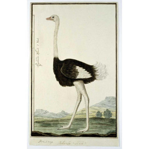 Ostrich Gold Ornate Wood Framed Art Print with Double Matting by Gordon, Robert J.