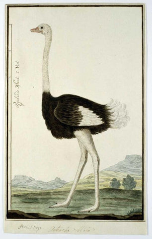Ostrich Black Ornate Wood Framed Art Print with Double Matting by Gordon, Robert J.