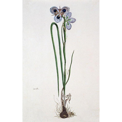 Iris White Modern Wood Framed Art Print by Gordon, Robert J.