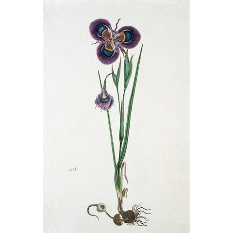 Iris Gold Ornate Wood Framed Art Print with Double Matting by Gordon, Robert J.