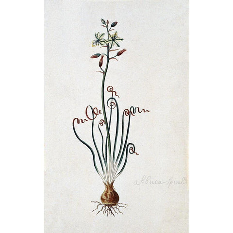 Corkscrew Albuca Gold Ornate Wood Framed Art Print with Double Matting by Gordon, Robert J.