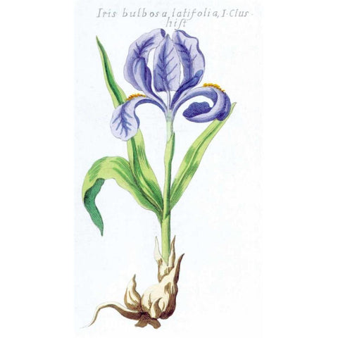 Iris Bulbosa Latifolia Gold Ornate Wood Framed Art Print with Double Matting by Morison, Robert
