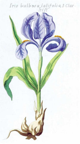 Iris Bulbosa Latifolia Black Ornate Wood Framed Art Print with Double Matting by Morison, Robert