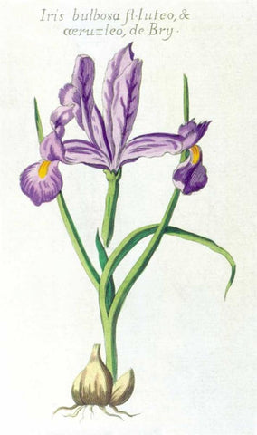Iris Bulbosa Luteo Black Ornate Wood Framed Art Print with Double Matting by Morison, Robert