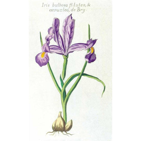Iris Bulbosa Luteo White Modern Wood Framed Art Print by Morison, Robert