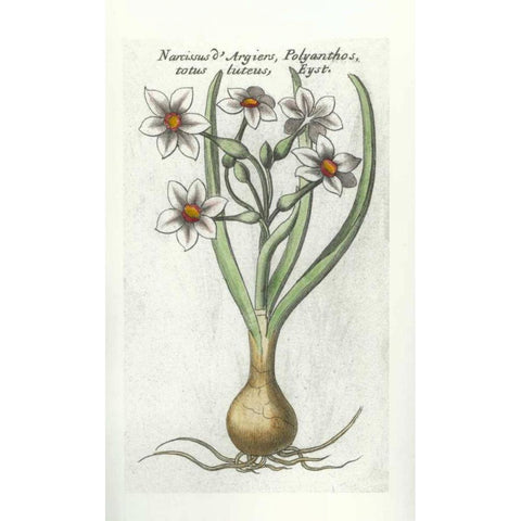 Narcissus DArgier Gold Ornate Wood Framed Art Print with Double Matting by Morison, Robert