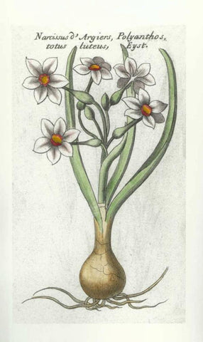 Narcissus DArgier Black Ornate Wood Framed Art Print with Double Matting by Morison, Robert