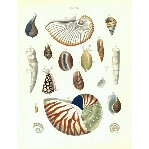 Shells, Plate 5 Gold Ornate Wood Framed Art Print with Double Matting by Brookes, Samuel