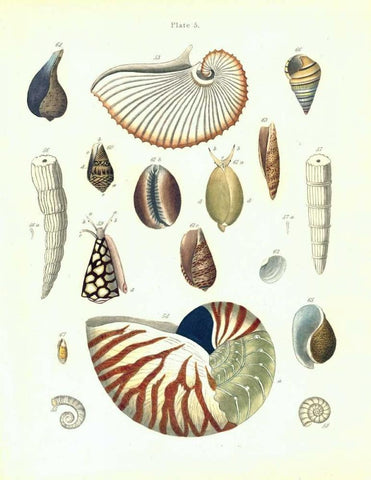 Shells, Plate 5 Black Ornate Wood Framed Art Print with Double Matting by Brookes, Samuel