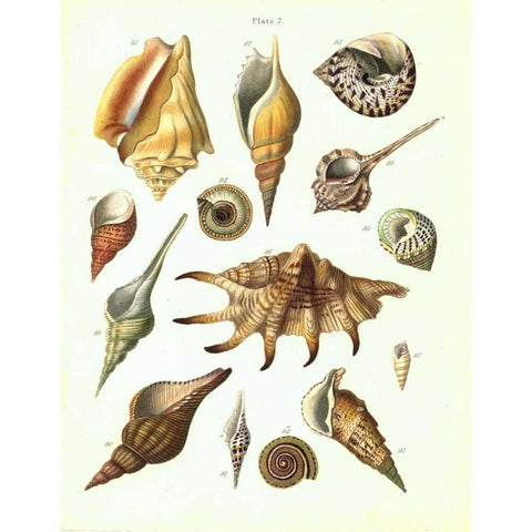 Shells, Plate 7 White Modern Wood Framed Art Print by Brookes, Samuel