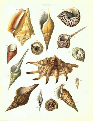 Shells, Plate 7 Black Ornate Wood Framed Art Print with Double Matting by Brookes, Samuel