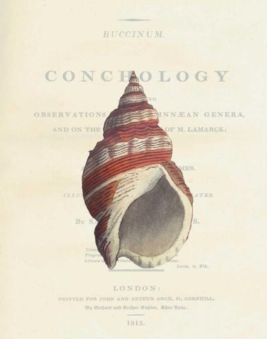 Shell, Buccinum Undatum Black Ornate Wood Framed Art Print with Double Matting by Brookes, Samuel