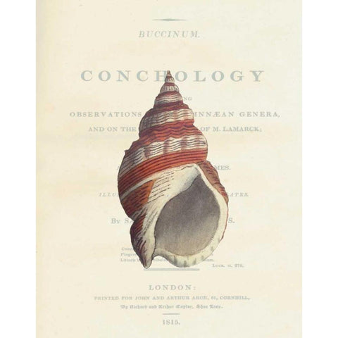 Shell, Buccinum Undatum Gold Ornate Wood Framed Art Print with Double Matting by Brookes, Samuel