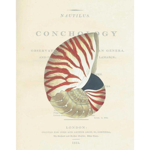Shell, Nautiilus Gold Ornate Wood Framed Art Print with Double Matting by Brookes, Samuel