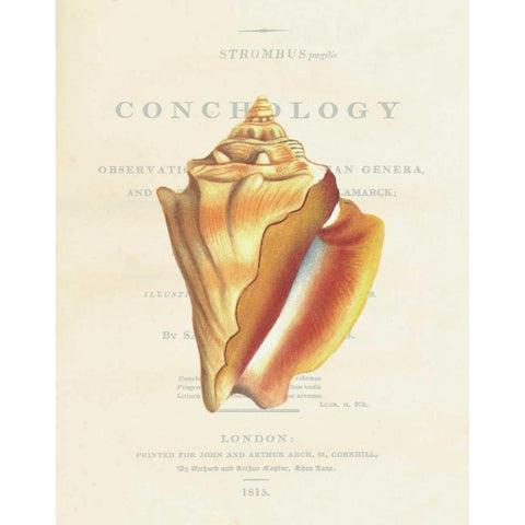 Shell, Strombus Pugilis Gold Ornate Wood Framed Art Print with Double Matting by Brookes, Samuel