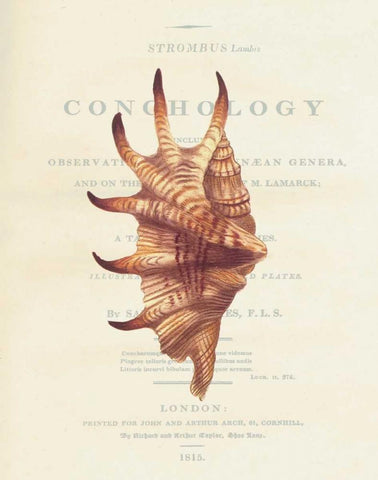 Shell, Strombus Lambis Black Ornate Wood Framed Art Print with Double Matting by Brookes, Samuel