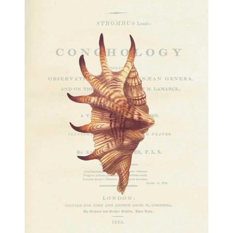 Shell, Strombus Lambis Gold Ornate Wood Framed Art Print with Double Matting by Brookes, Samuel