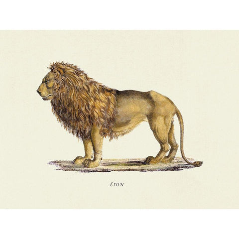 Lion White Modern Wood Framed Art Print by Schinz, Heinrich Rudolf