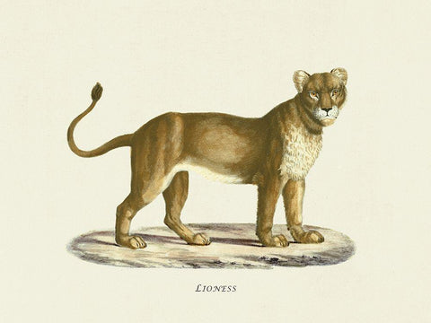 Lioness White Modern Wood Framed Art Print with Double Matting by Schinz, Heinrich Rudolf