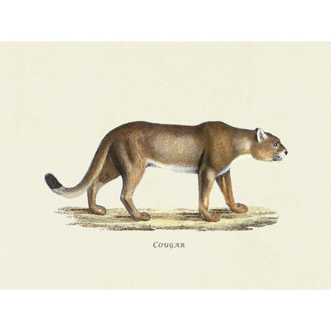 Cougar White Modern Wood Framed Art Print by Schinz, Heinrich Rudolf