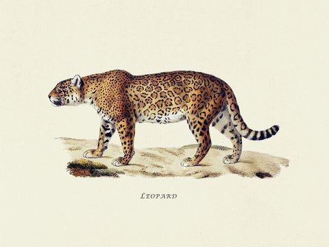 Leopard Black Ornate Wood Framed Art Print with Double Matting by Schinz, Heinrich Rudolf