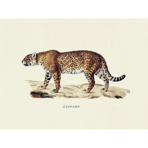 Leopard White Modern Wood Framed Art Print by Schinz, Heinrich Rudolf