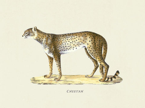 Cheetah White Modern Wood Framed Art Print with Double Matting by Schinz, Heinrich Rudolf