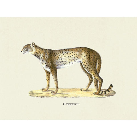 Cheetah Black Modern Wood Framed Art Print with Double Matting by Schinz, Heinrich Rudolf