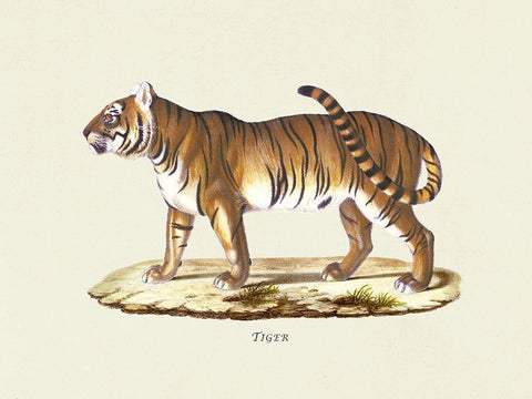 Tiger White Modern Wood Framed Art Print with Double Matting by Schinz, Heinrich Rudolf