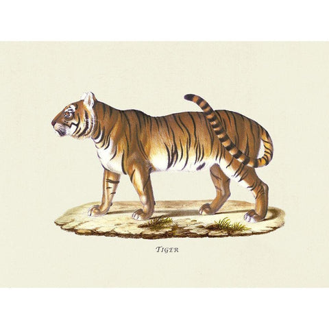 Tiger Black Modern Wood Framed Art Print by Schinz, Heinrich Rudolf