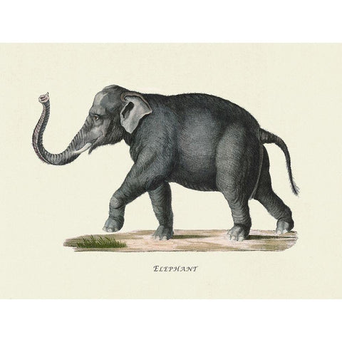 Elephant White Modern Wood Framed Art Print by Schinz, Heinrich Rudolf