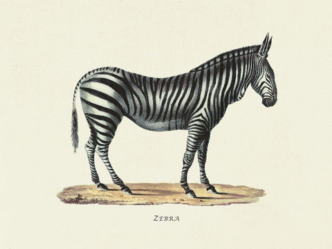 Zebra White Modern Wood Framed Art Print with Double Matting by Schinz, Heinrich Rudolf