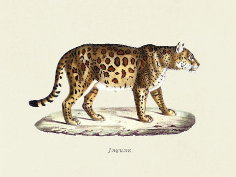 Jaguar Black Ornate Wood Framed Art Print with Double Matting by Schinz, Heinrich Rudolf